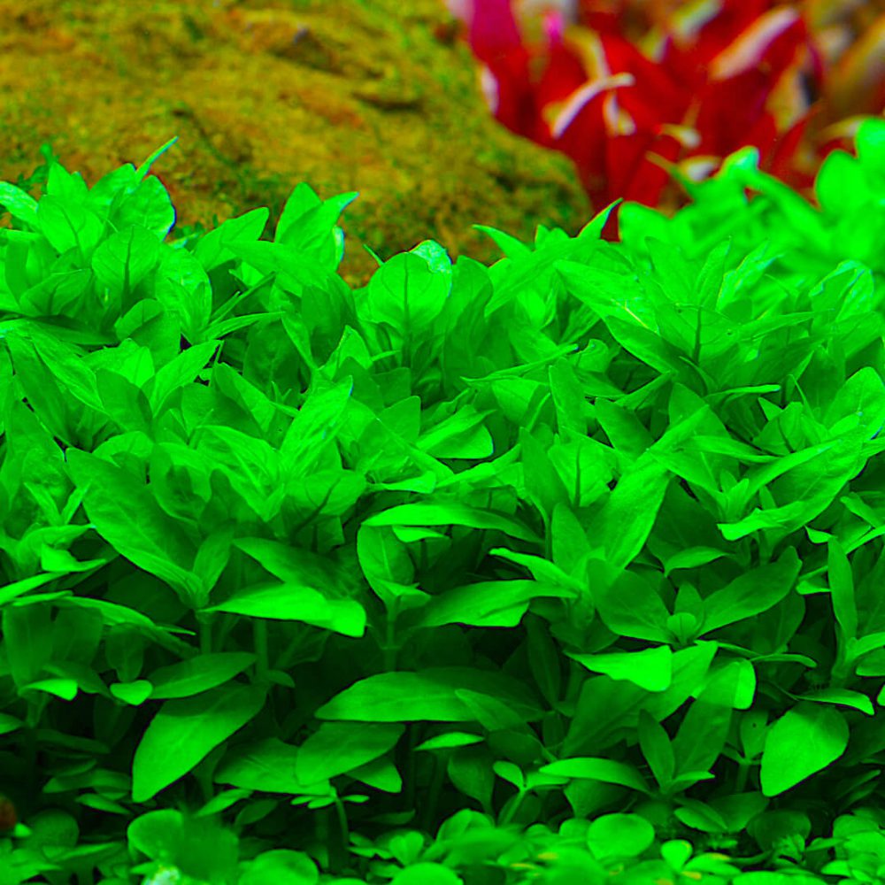 Staurogyne repens - GodhemsZoo