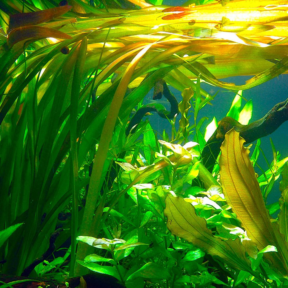 Vallisneria americana Gigantea GodhemsZoo