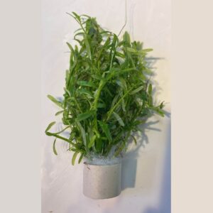 Rotala rotundifolia Green EGENODLAD