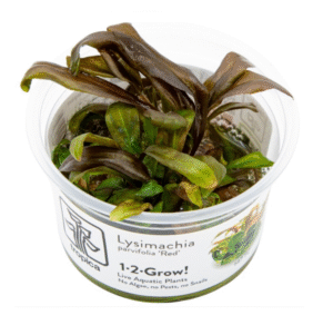Lysimachia parvifolia 'Red'