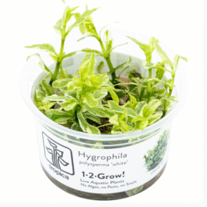 Hygrophila polysperma 'White'