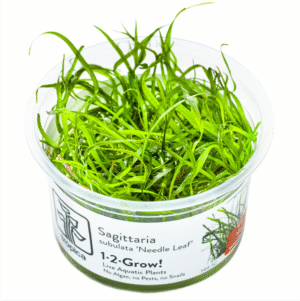 Sagittaria subulata 'Needle Leaf'
