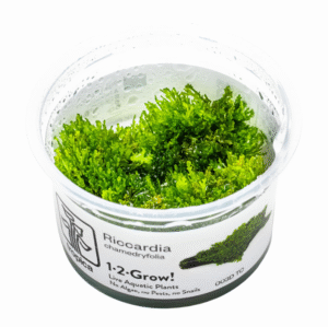 Riccardia chamedryfolia