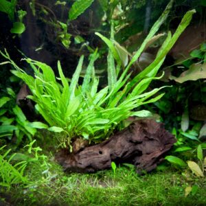 Microsorum pteropus nano wood
